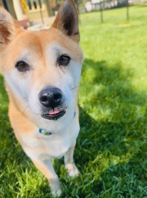 Enlarge Nyako, a Adoptable mixed breed in Windsor, CO image 6/6