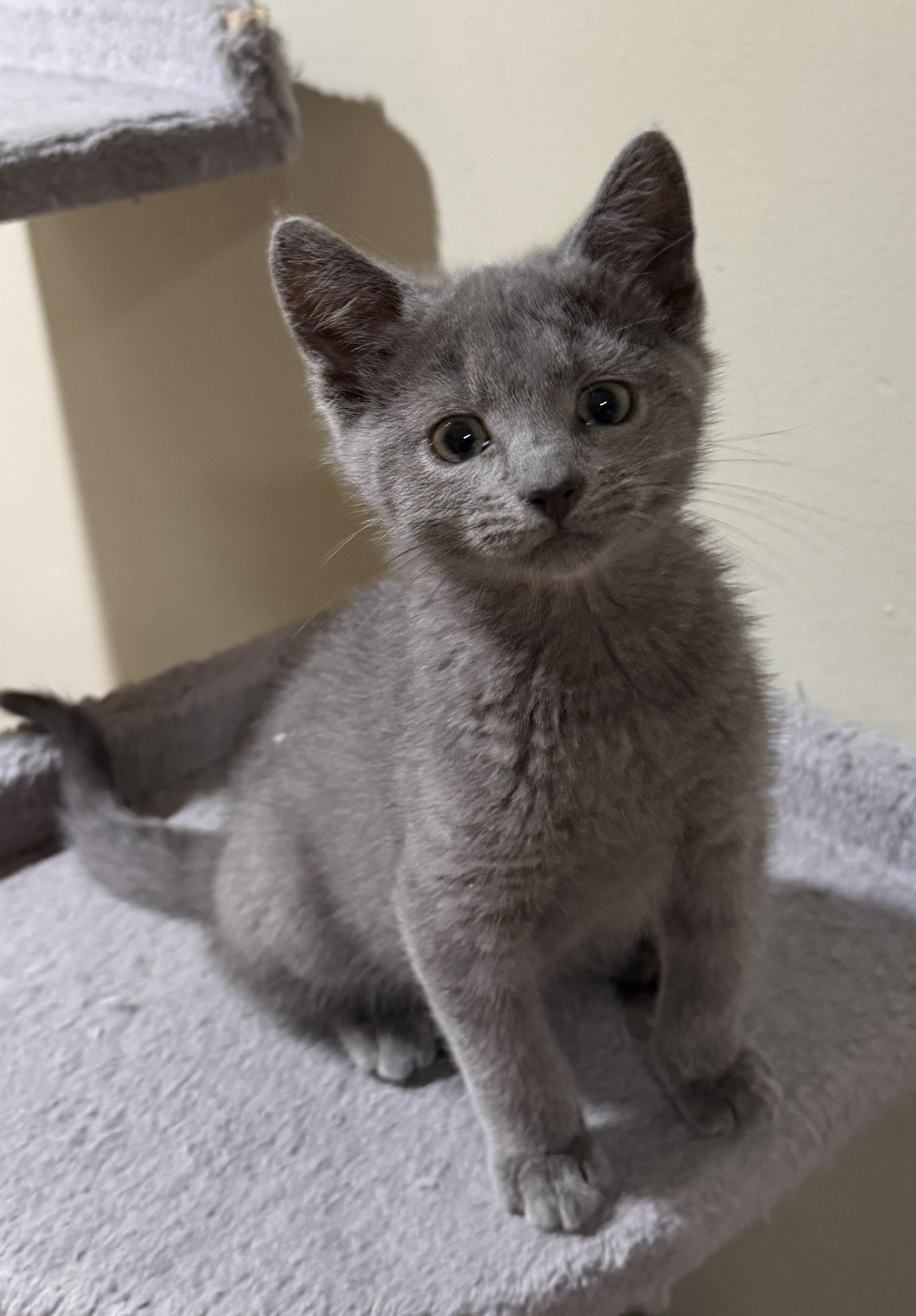 Enlarge Victor, a Adoptable Domestic Short Hair in East Hanover, NJ image 2/2