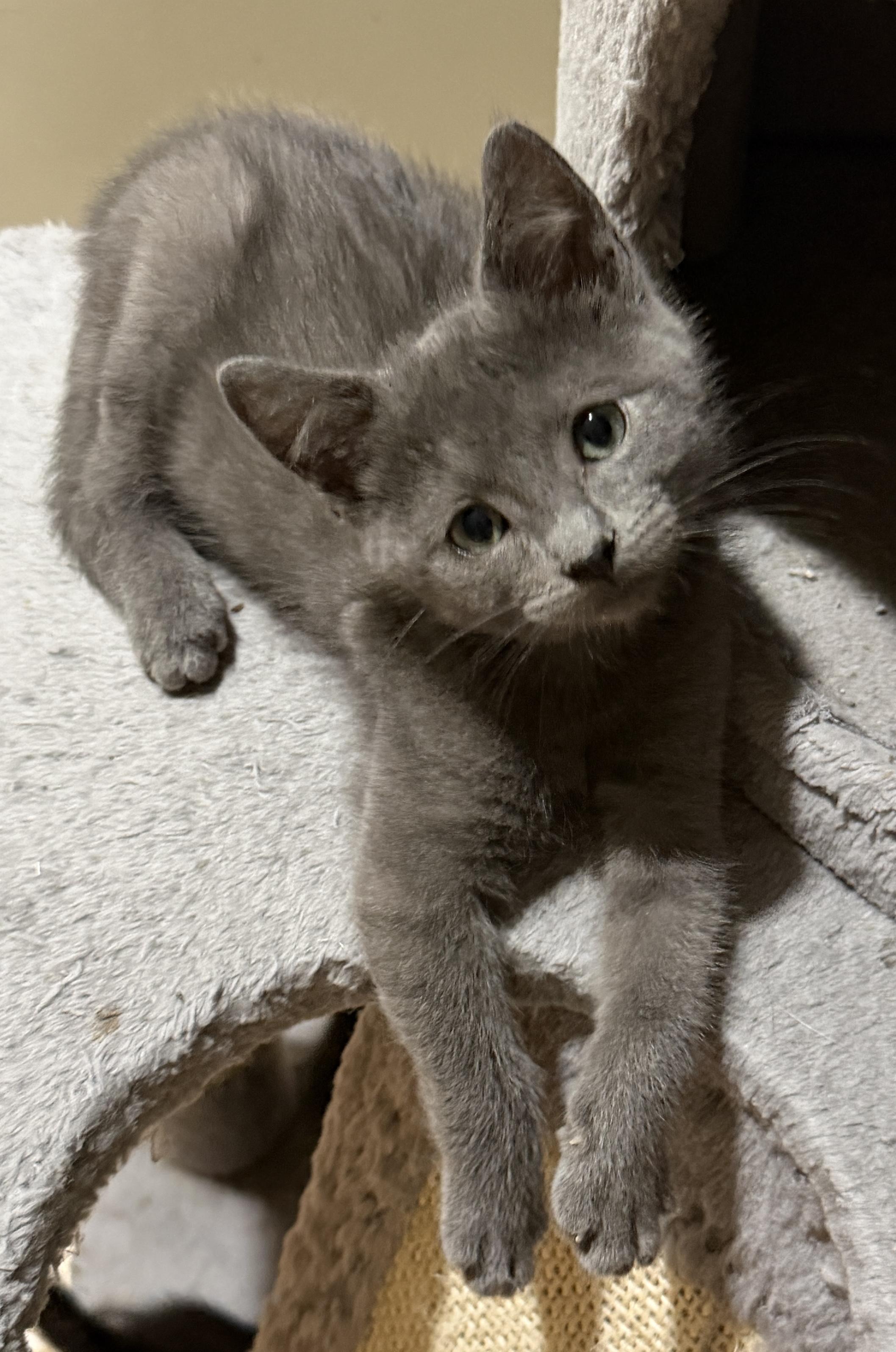 Victor, Adoptable, Kitten Male Domestic Short Hair.