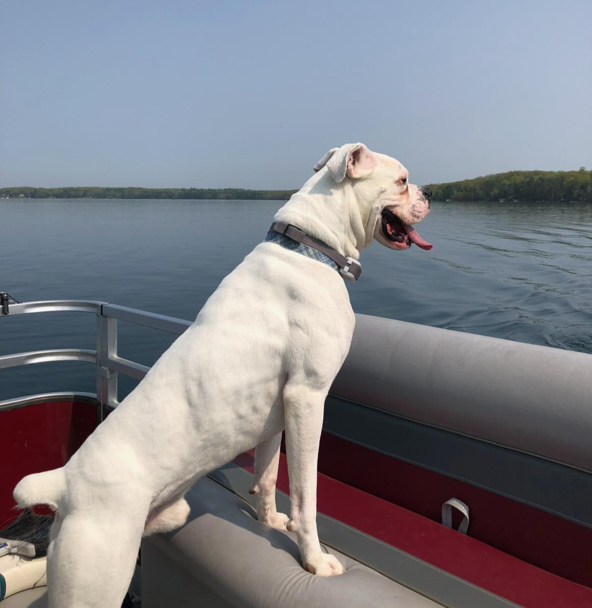 Enlarge Thor *NEEDS FOSTER*, a Adoptable Boxer in Woodbury, MN image 1/3