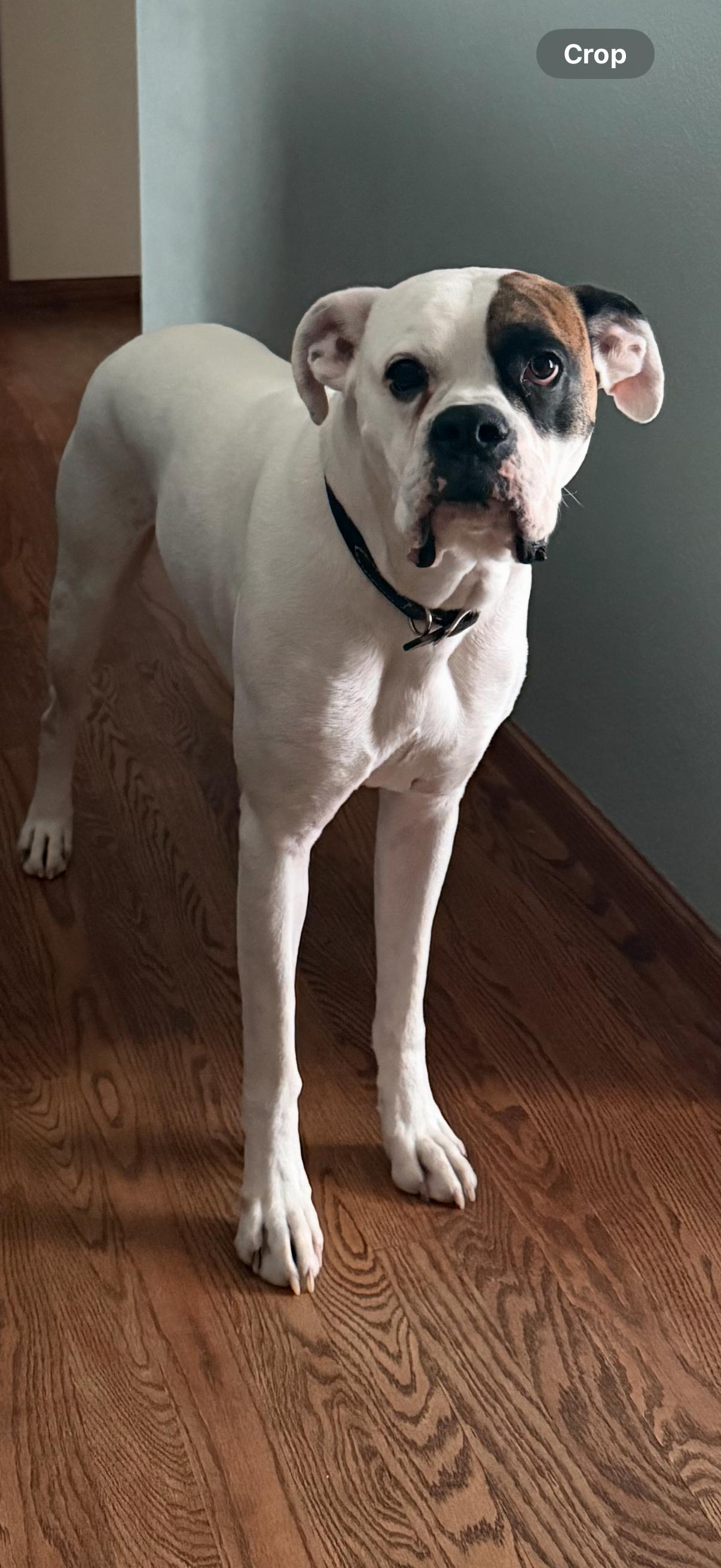 Enlarge Thor *NEEDS FOSTER*, a Adoptable Boxer in Woodbury, MN image 2/3