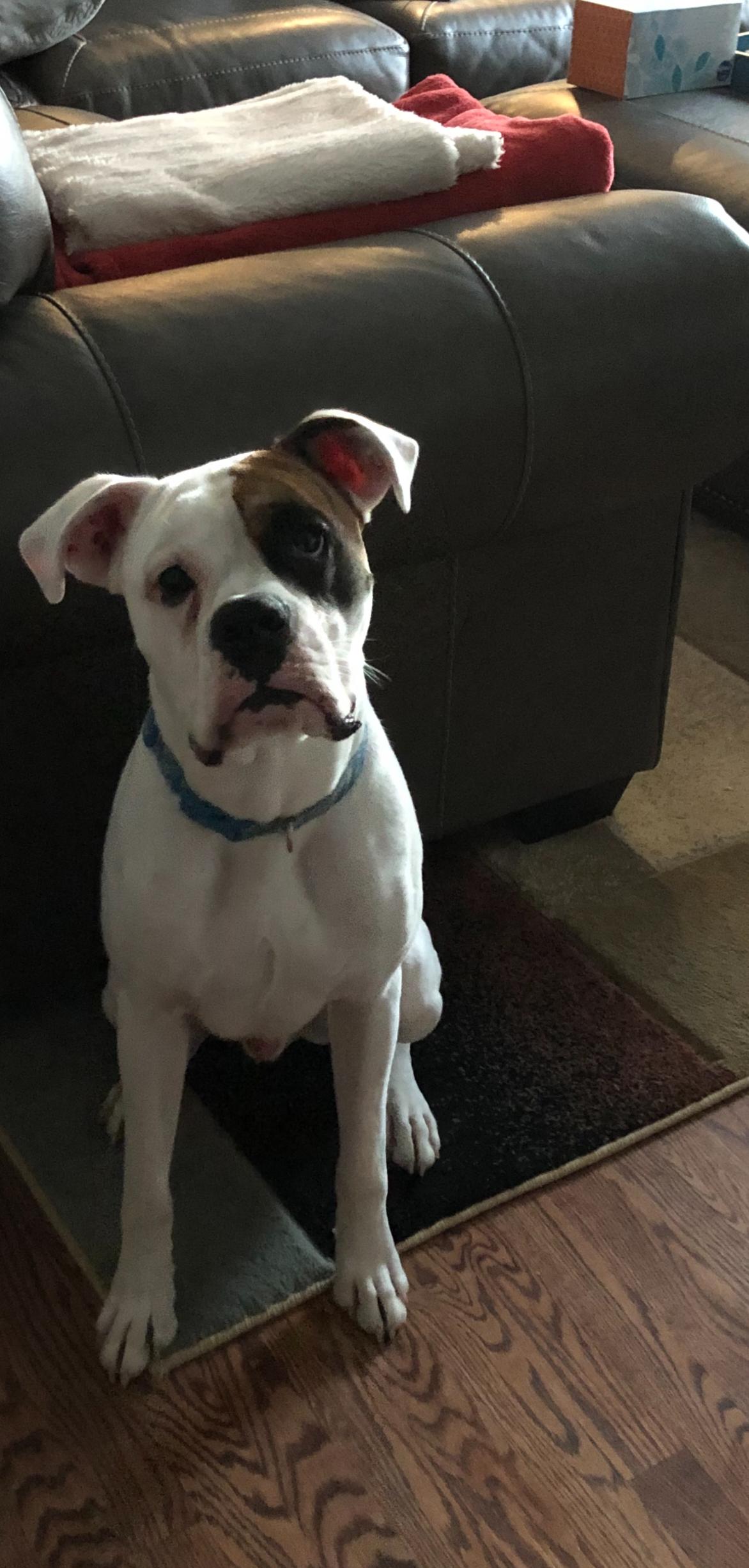 Enlarge Thor *NEEDS FOSTER*, a Adoptable Boxer in Woodbury, MN image 3/3