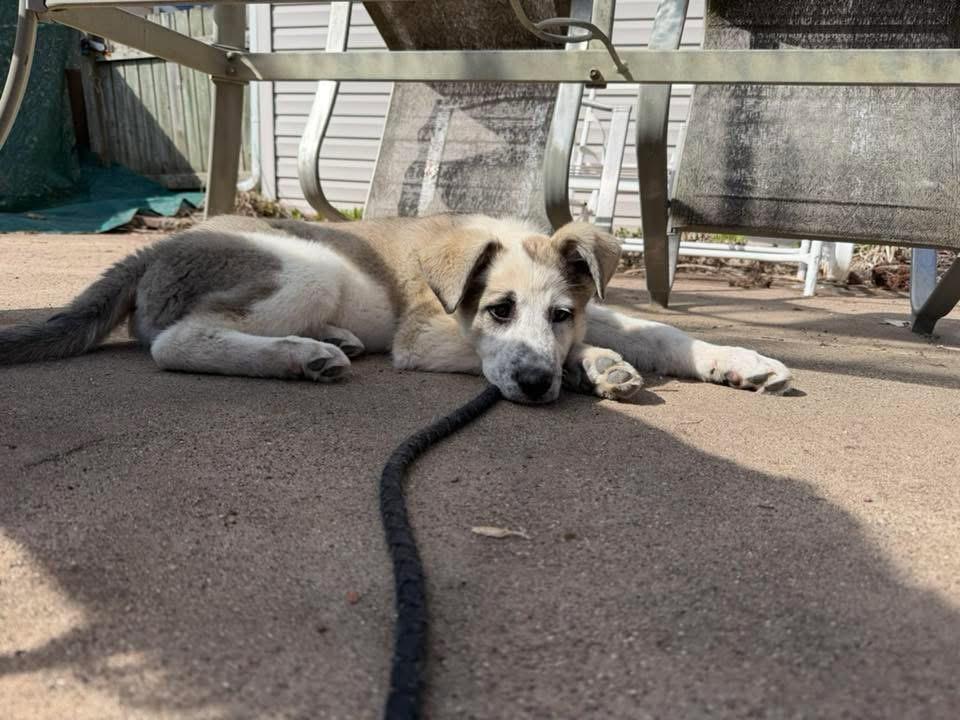Sequin, Adopted, Puppy Female Great Pyrenees & Cattle Dog.