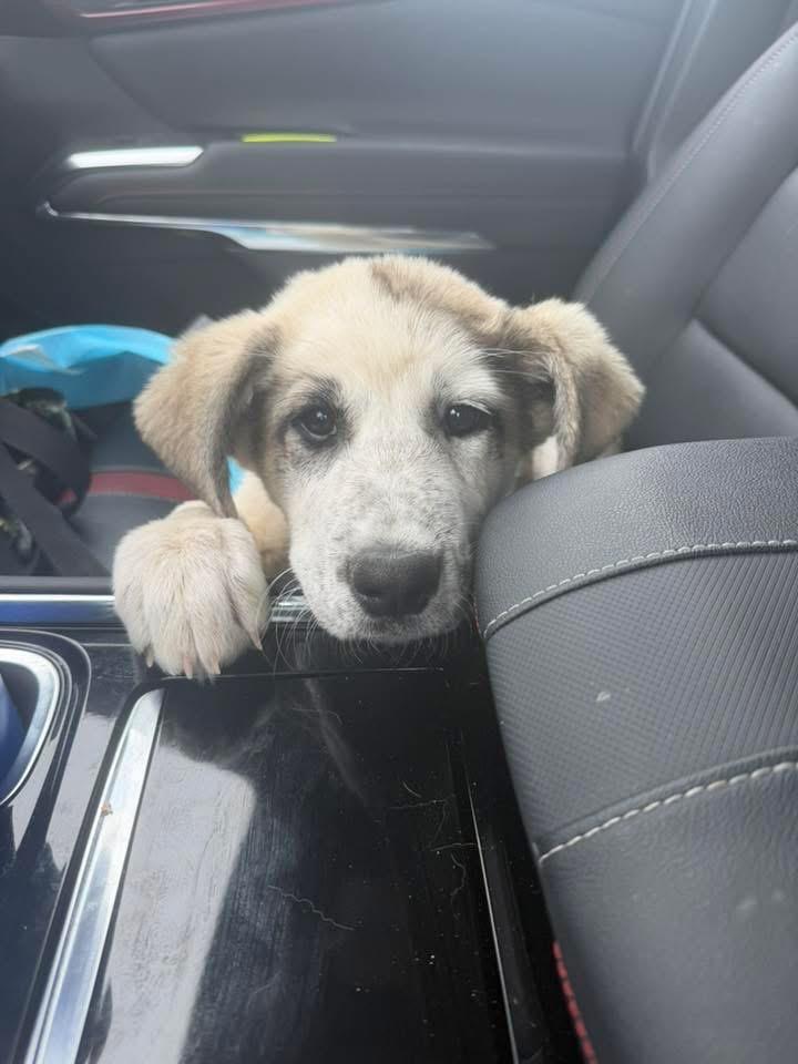 Enlarge Sequin, a Adopted mixed breed in Bristol, WI image 2/6