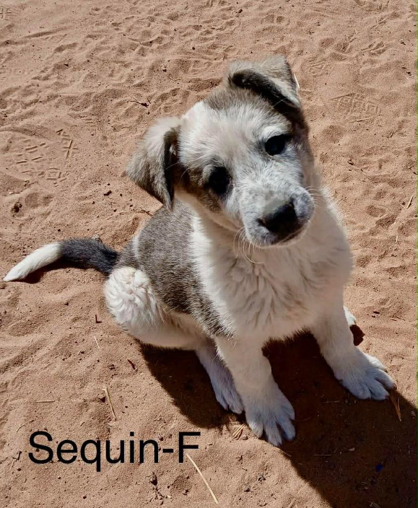 Enlarge Sequin, a Adopted mixed breed in Bristol, WI image 3/6