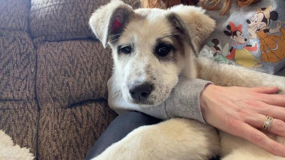 Enlarge Sequin, a Adopted mixed breed in Bristol, WI image 4/6