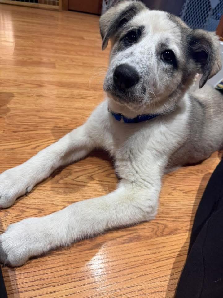 Enlarge Sequin, a Adopted mixed breed in Bristol, WI image 5/6