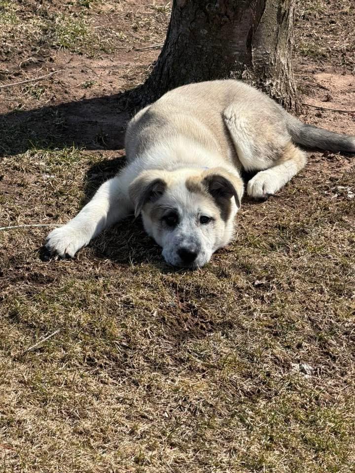 Enlarge Sequin, a Adopted mixed breed in Bristol, WI image 6/6