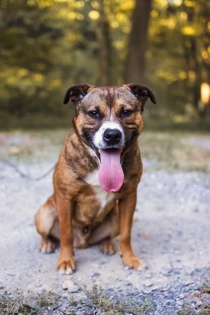 Duncan, a Adoptable mixed breed in Grafton, WV image 1/6