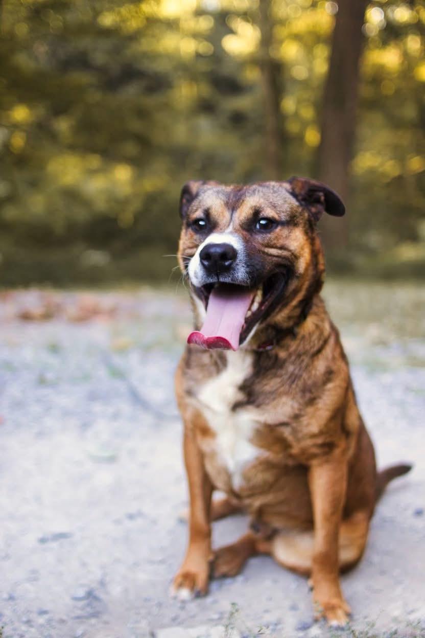 Duncan, a Adoptable mixed breed in Grafton, WV image 6/6