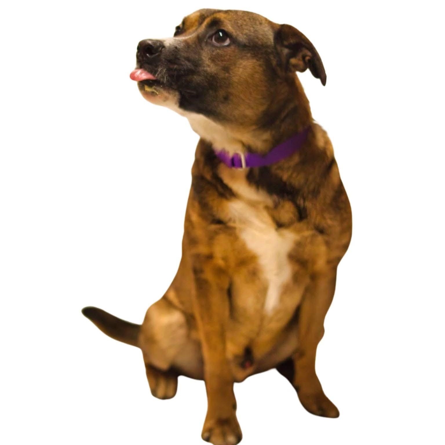 Duncan, a Adoptable mixed breed in Grafton, WV image 4/6