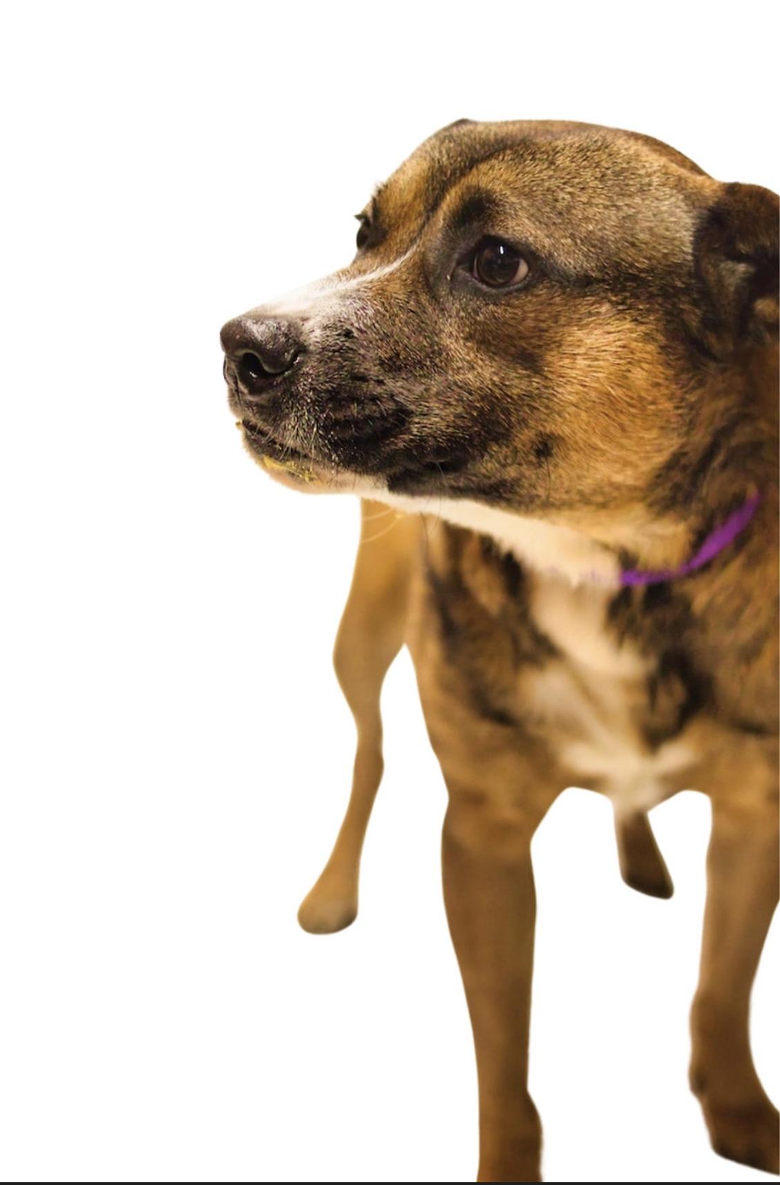 Duncan, Adoptable, Young Male Shepherd & Boxer.