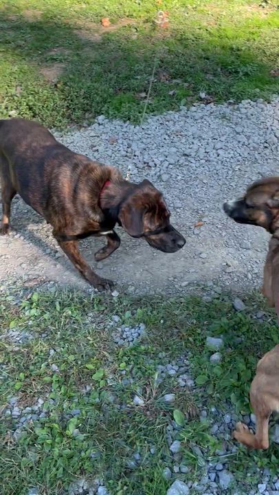 Enlarge Duncan, a Adoptable mixed breed in Grafton, WV video 5/6