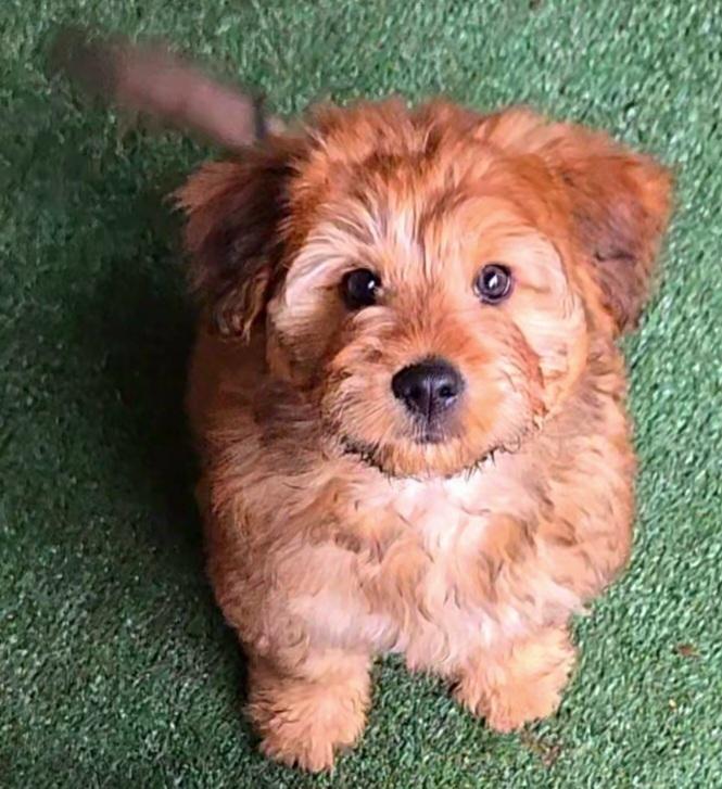 Enlarge Grizzly, a Adoptable mixed breed in Bend, OR image 1/4