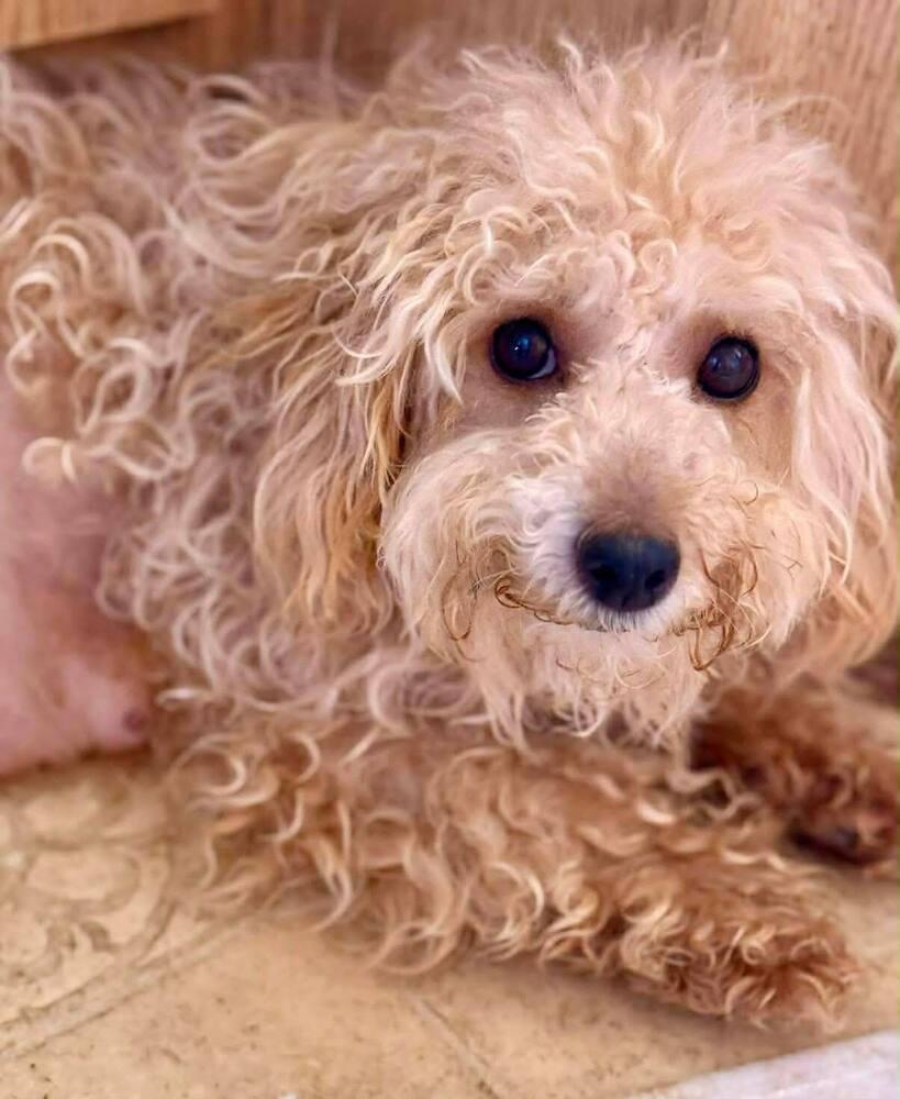 Enlarge Grizzly, a Adoptable mixed breed in Bend, OR image 3/4