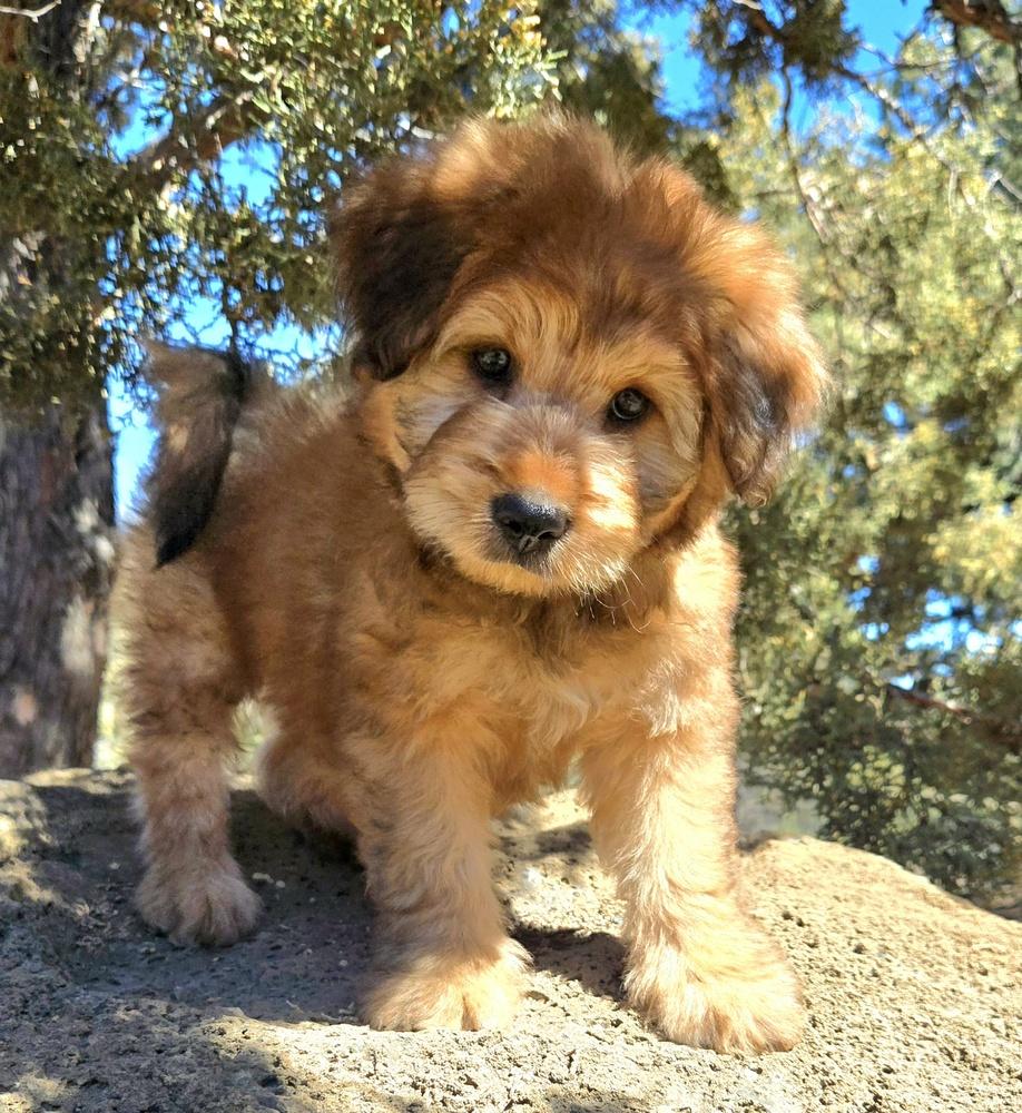 Enlarge Grizzly, a Adoptable mixed breed in Bend, OR image 4/4