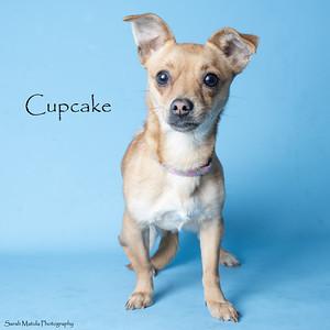 Cupcake, Adoptable, Adult Female Chihuahua & Dachshund.