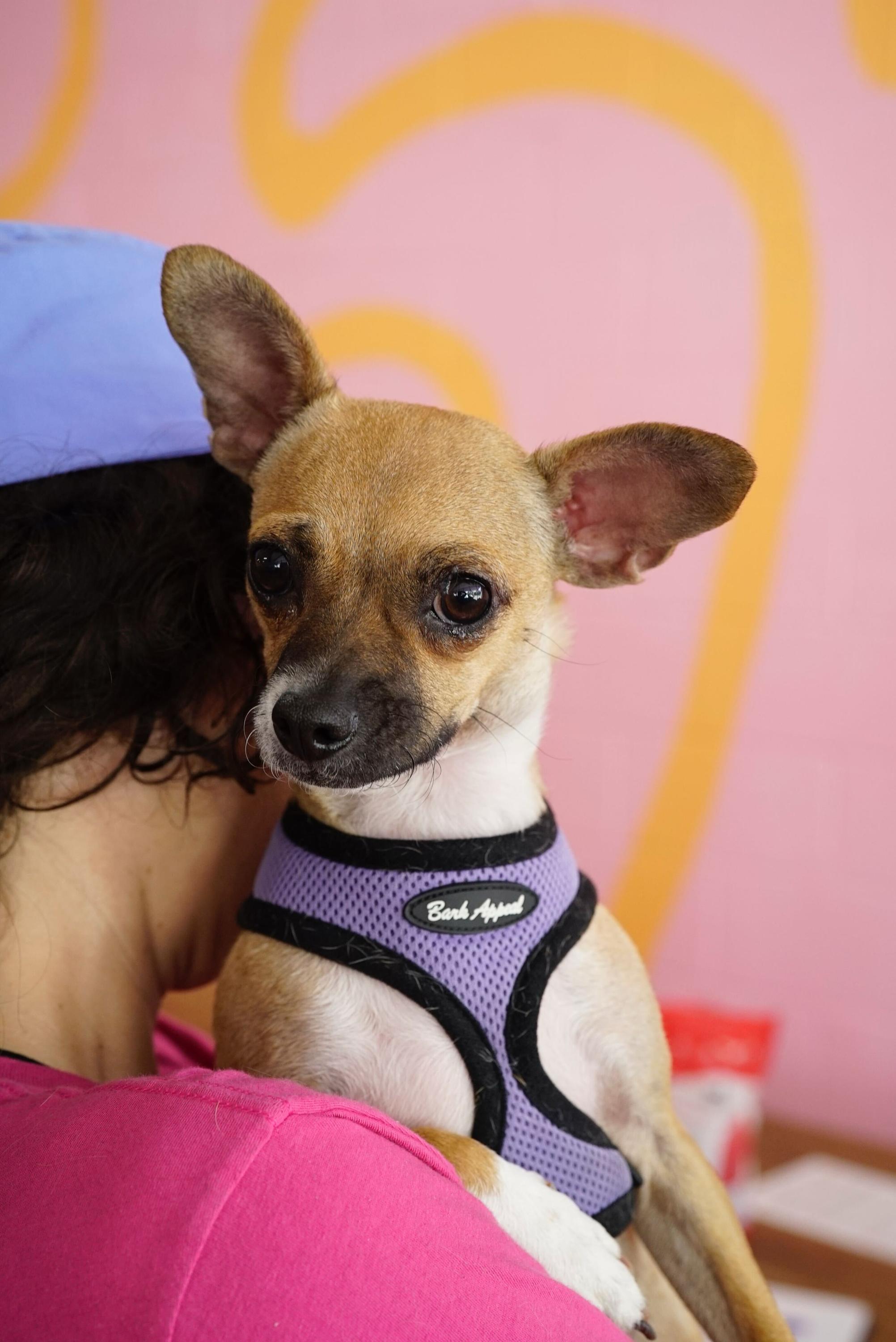 Missy, a Adoptable mixed breed in Pasadena, CA image 6/6