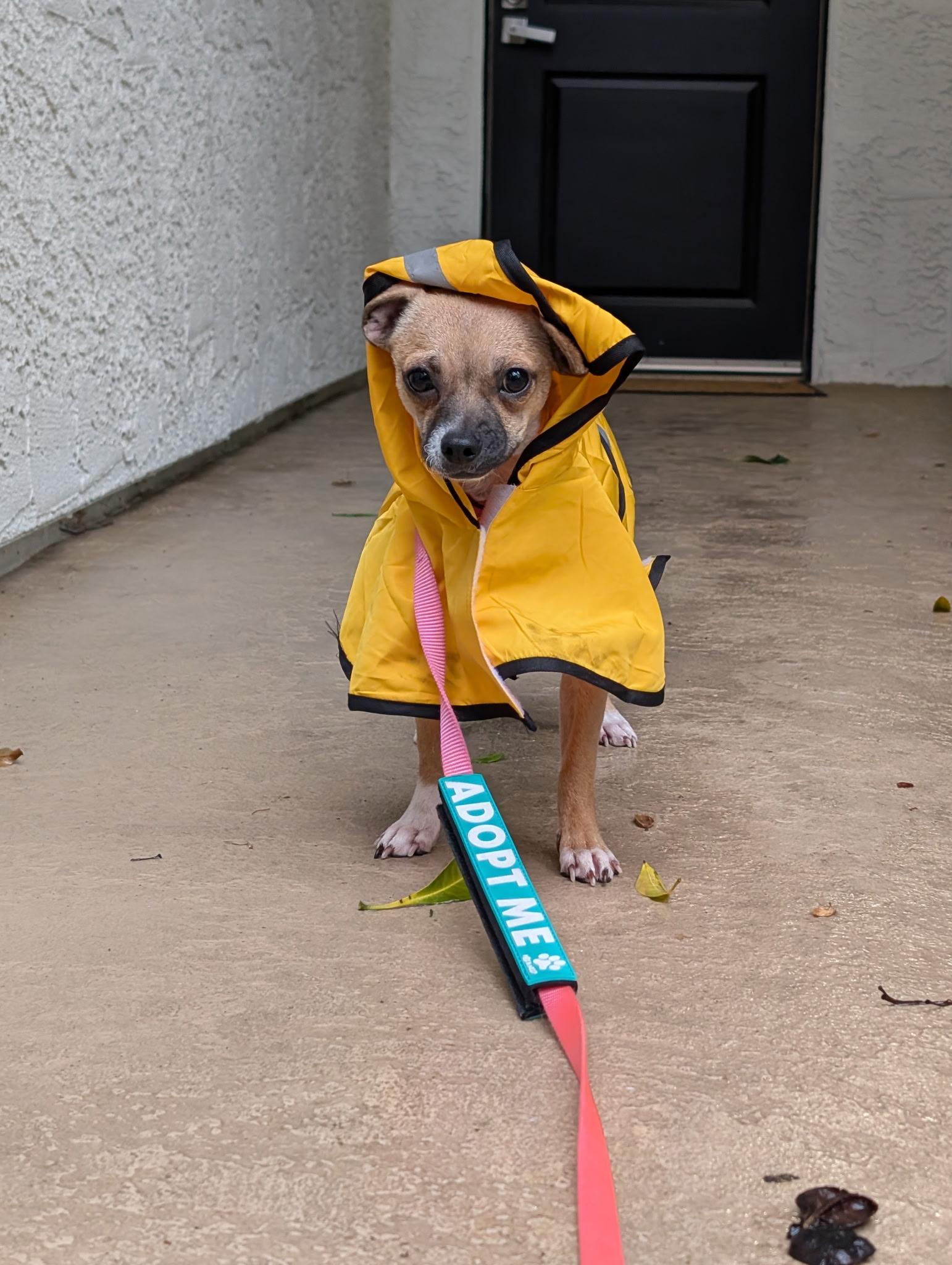 Missy, a Adoptable mixed breed in Pasadena, CA image 4/6