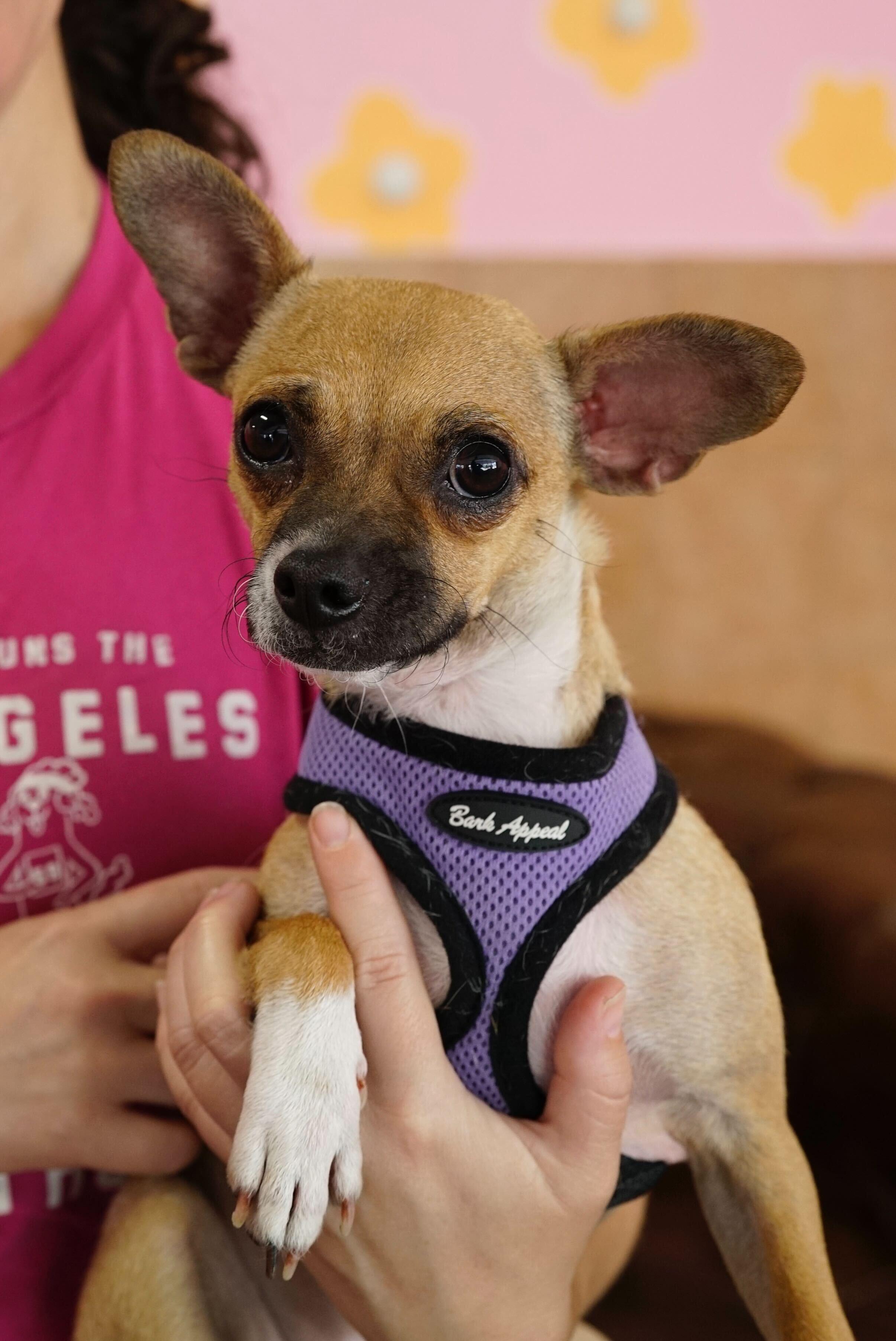 Missy, Adoptable, Young Female Chihuahua & Miniature Pinscher.