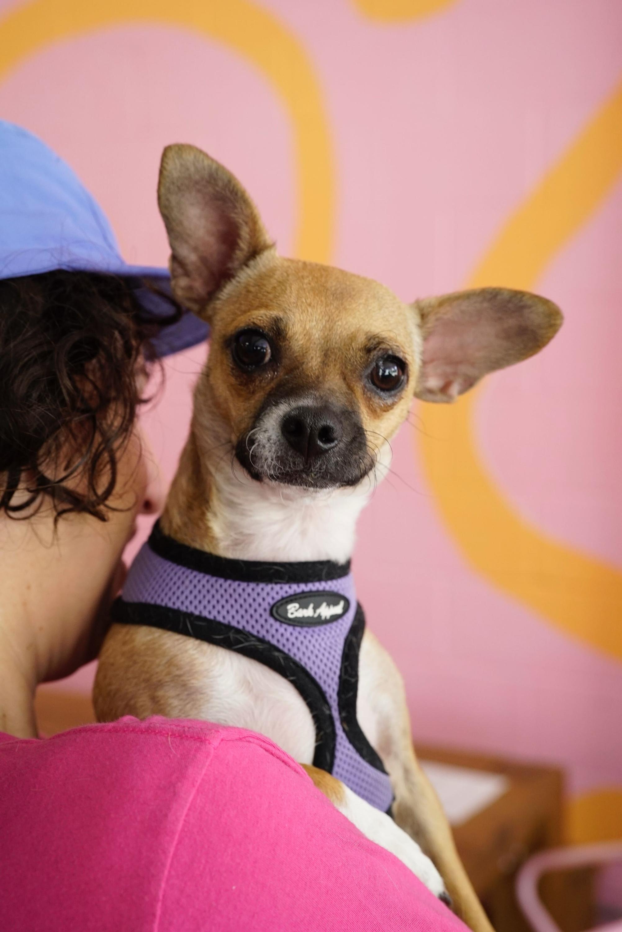 Missy, a Adoptable mixed breed in Pasadena, CA image 5/6