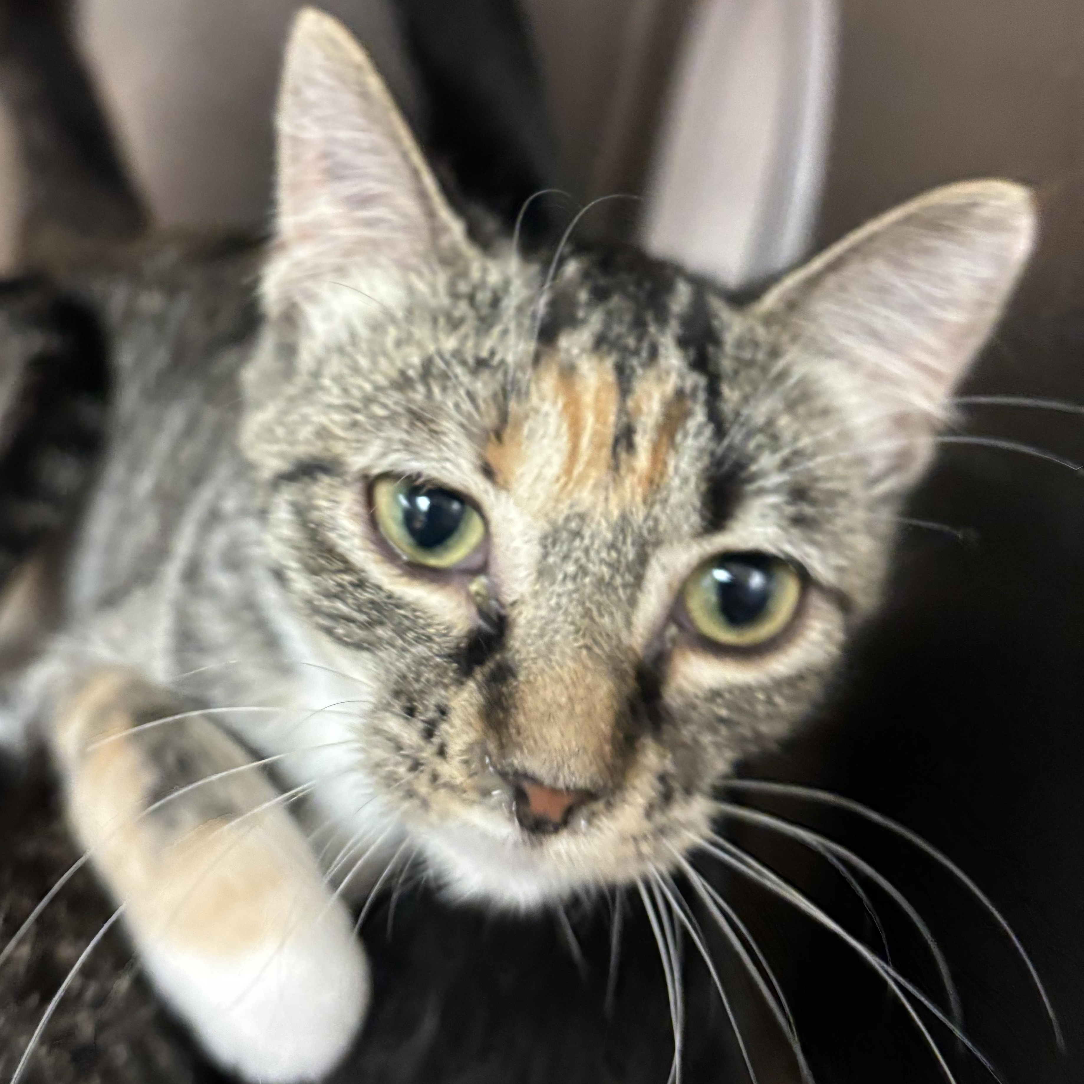 Enlarge Tiger Too, a Adoptable Domestic Short Hair in Chippewa Falls, WI image 2/2