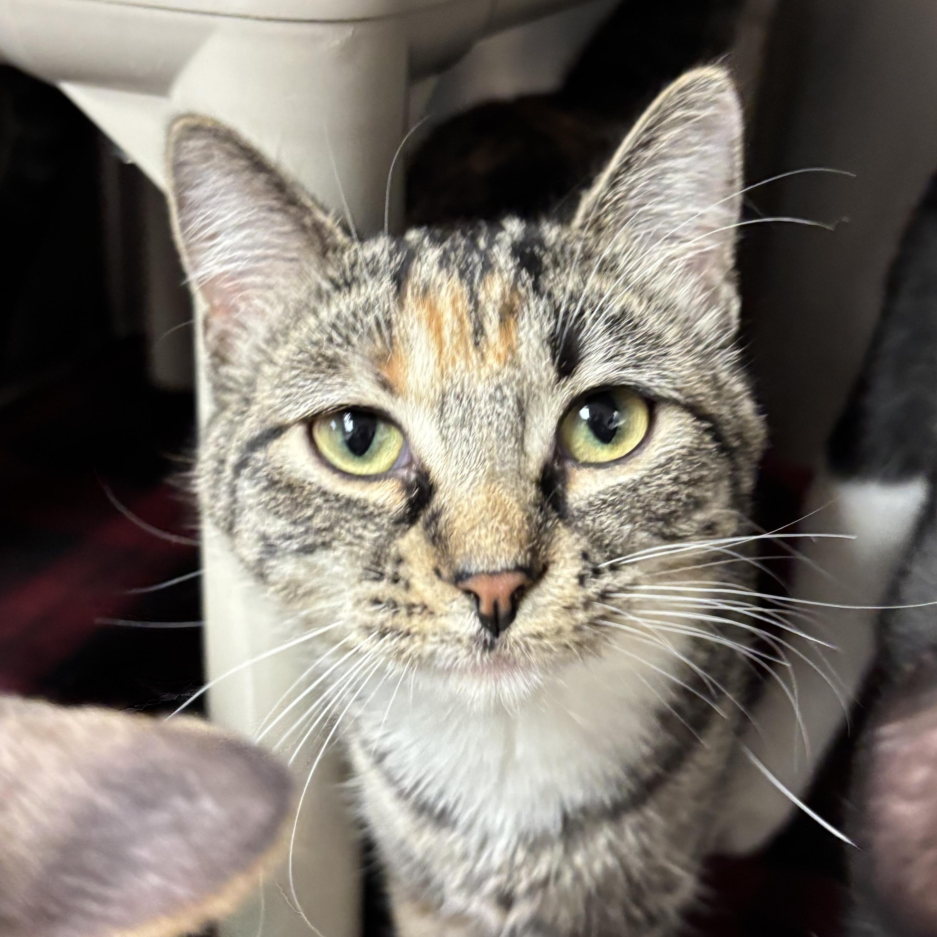 Enlarge Tiger Too, a Adoptable Domestic Short Hair in Chippewa Falls, WI image 1/2