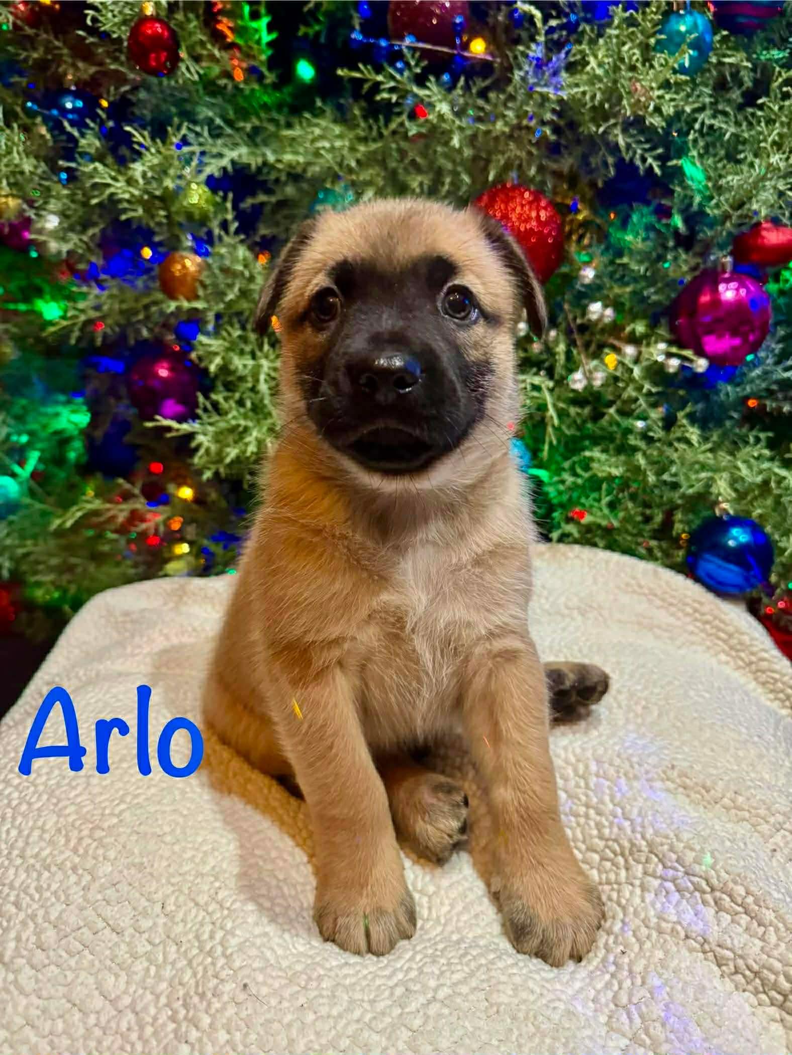 Oak, Adoptable, Puppy Male Shepherd.
