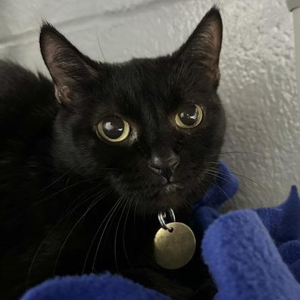 Maryse, a ADOPTABLE Domestic Short Hair in Lansing, MI image 2/2
