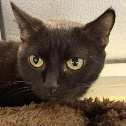 Maryse, ADOPTABLE, Senior Female Domestic Short Hair.