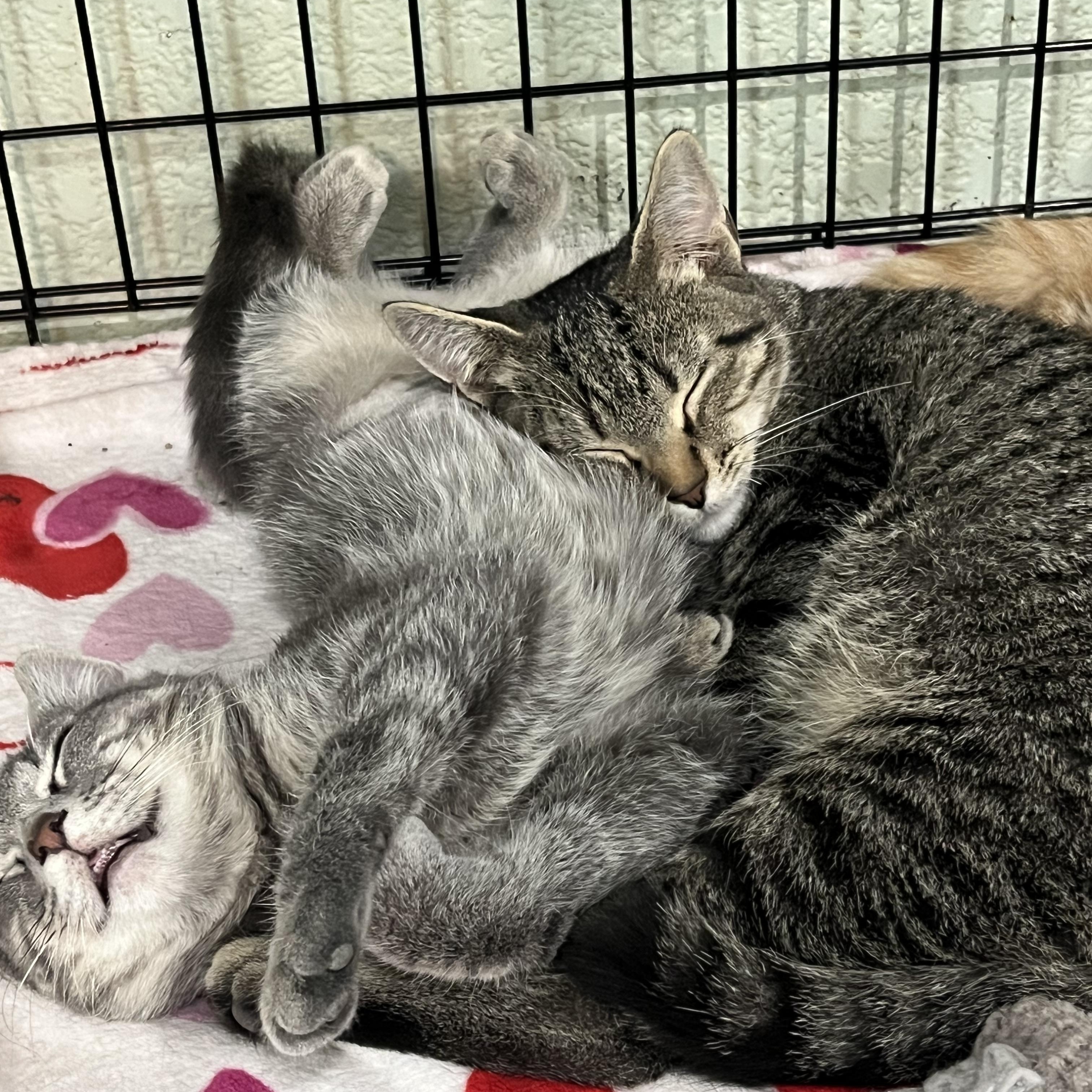 Button -Martins sister, Adoptable, Kitten Female Domestic Short Hair.