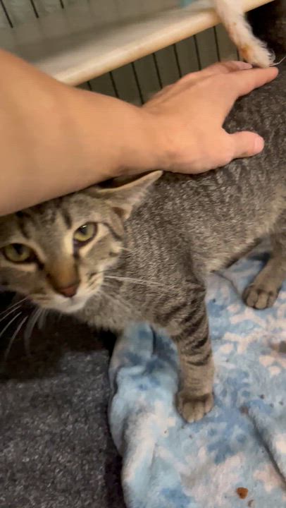 Enlarge Button -Martins sister, a Adoptable Domestic Short Hair in Moline, IL video 3/3