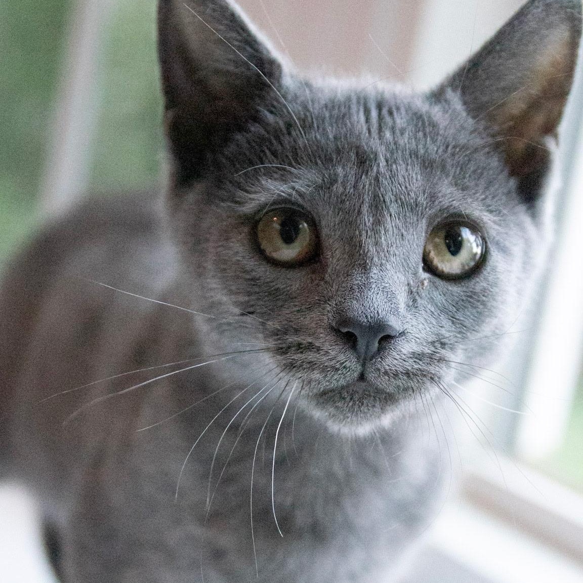 Enlarge London, a Adoptable British Shorthair in Haddon Heights, NJ image 1/4