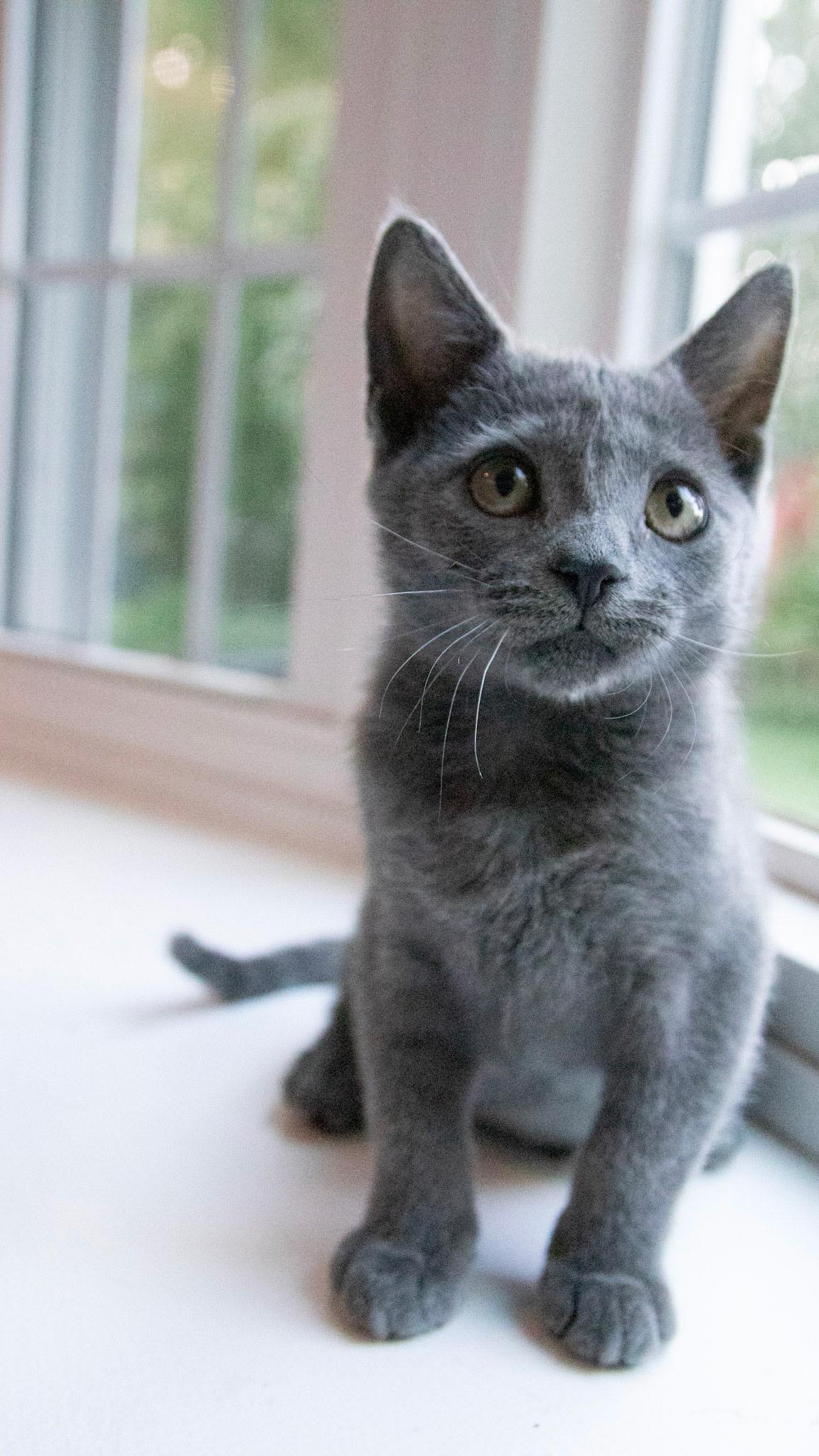 Enlarge London, a Adoptable British Shorthair in Haddon Heights, NJ image 3/4