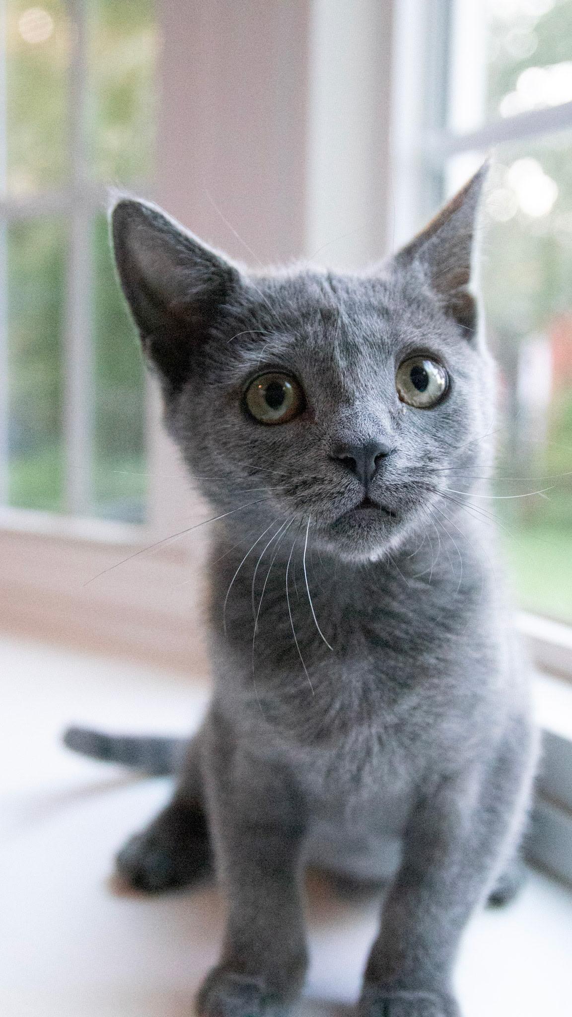 Enlarge London, a Adoptable British Shorthair in Haddon Heights, NJ image 4/4