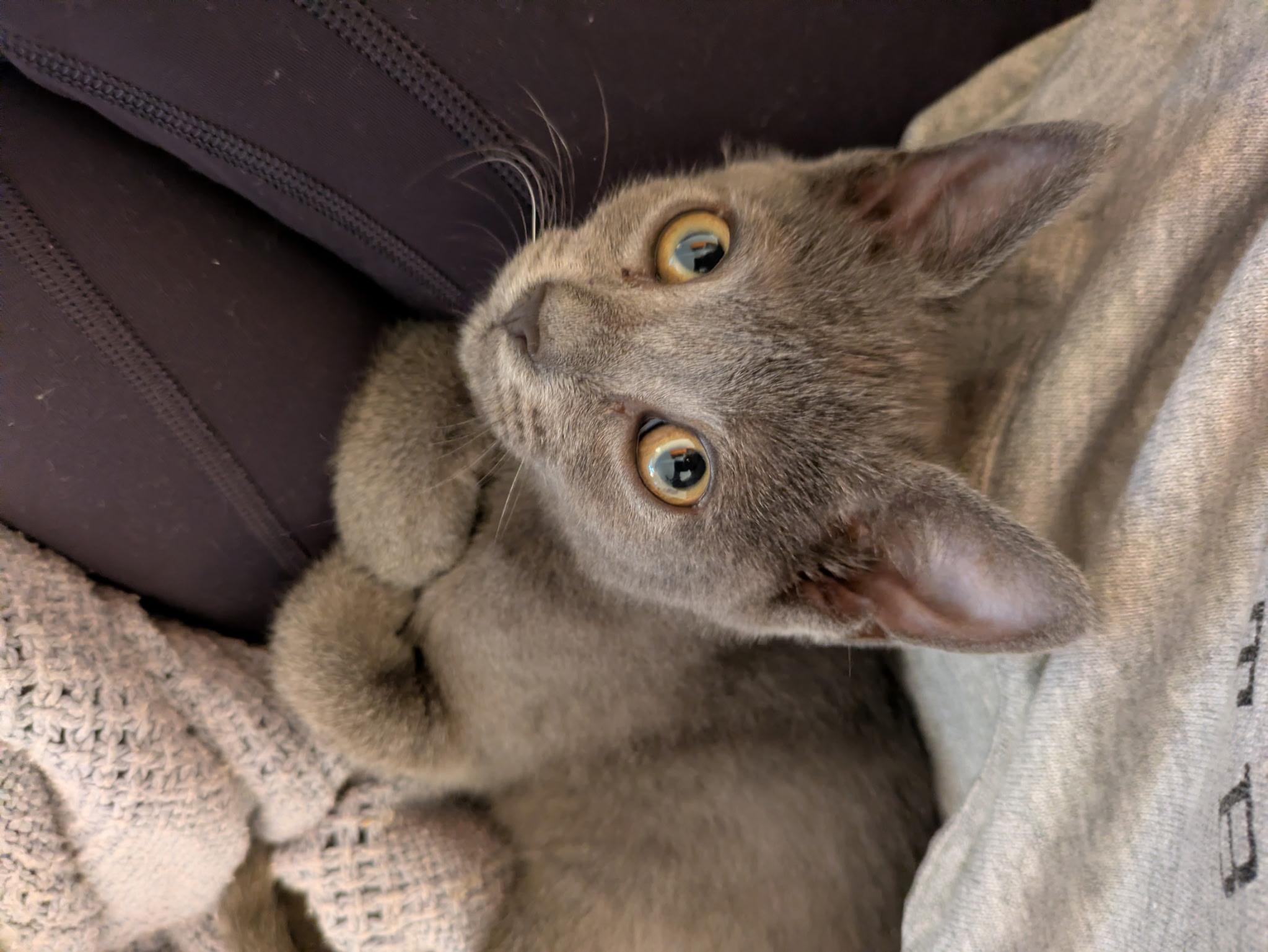 Enlarge London, a Adoptable British Shorthair in Haddon Heights, NJ image 2/4