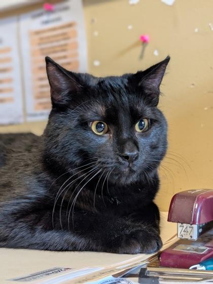 Edgar Allen Paw, a Adoptable Domestic Short Hair in Bloomsburg, PA image 1/2