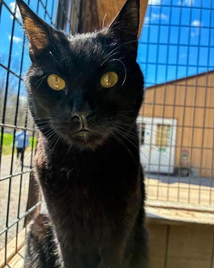 Edgar Allen Paw, a Adoptable Domestic Short Hair in Bloomsburg, PA image 2/2
