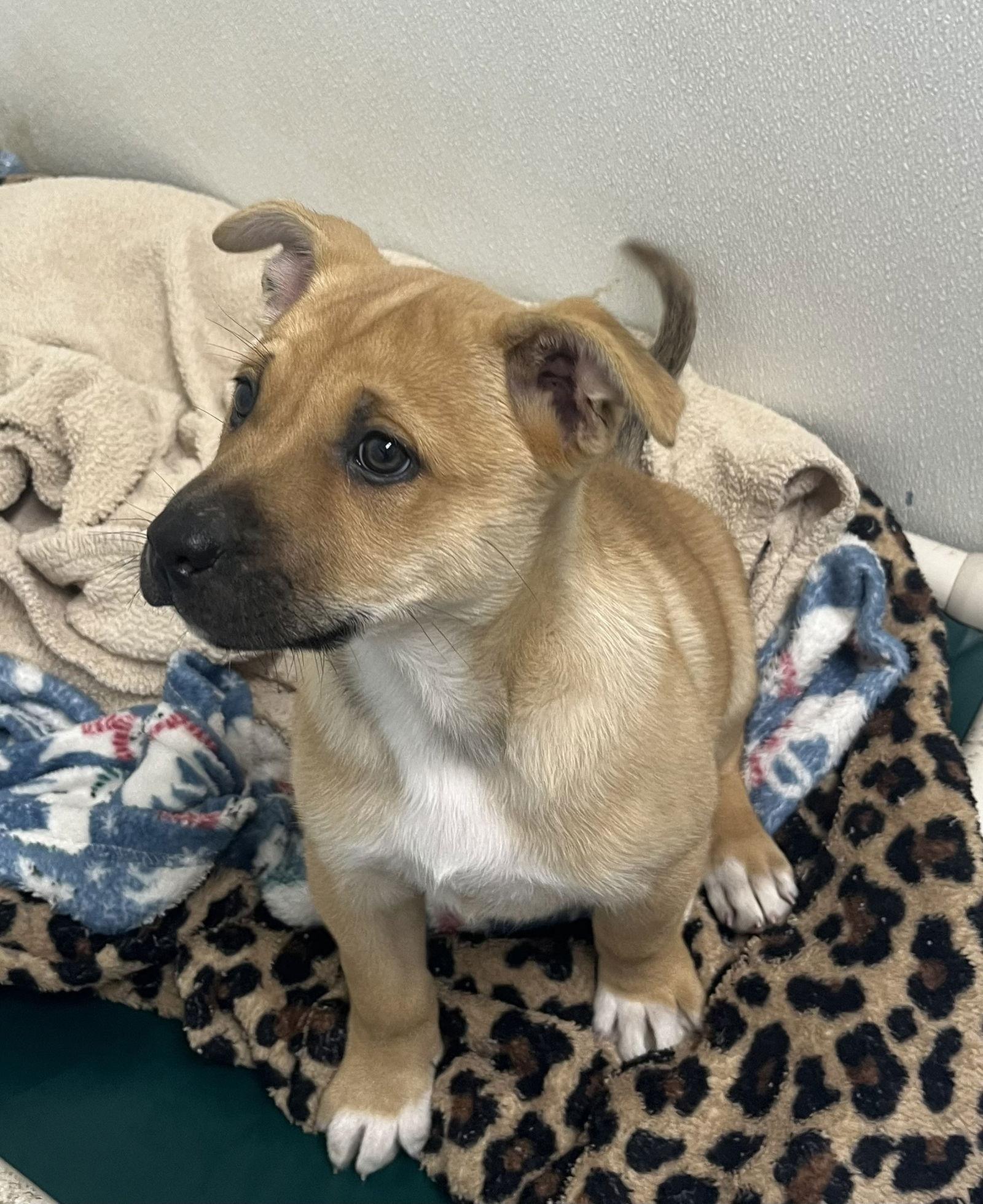 Enlarge Louise, a Adopted Mixed Breed in Emmett, ID image 1/1