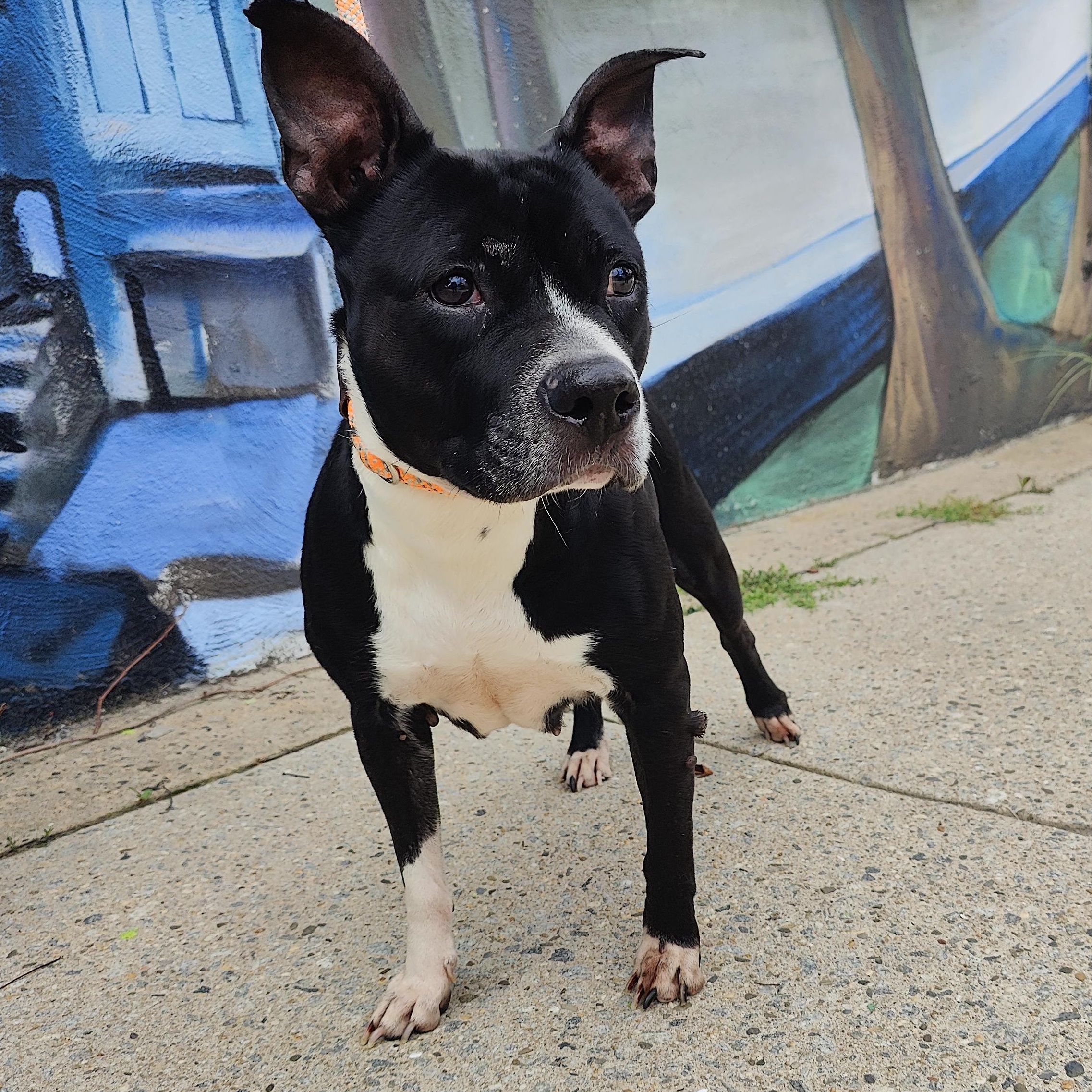 Xena, ADOPTABLE, Senior Female Pit Bull Terrier.