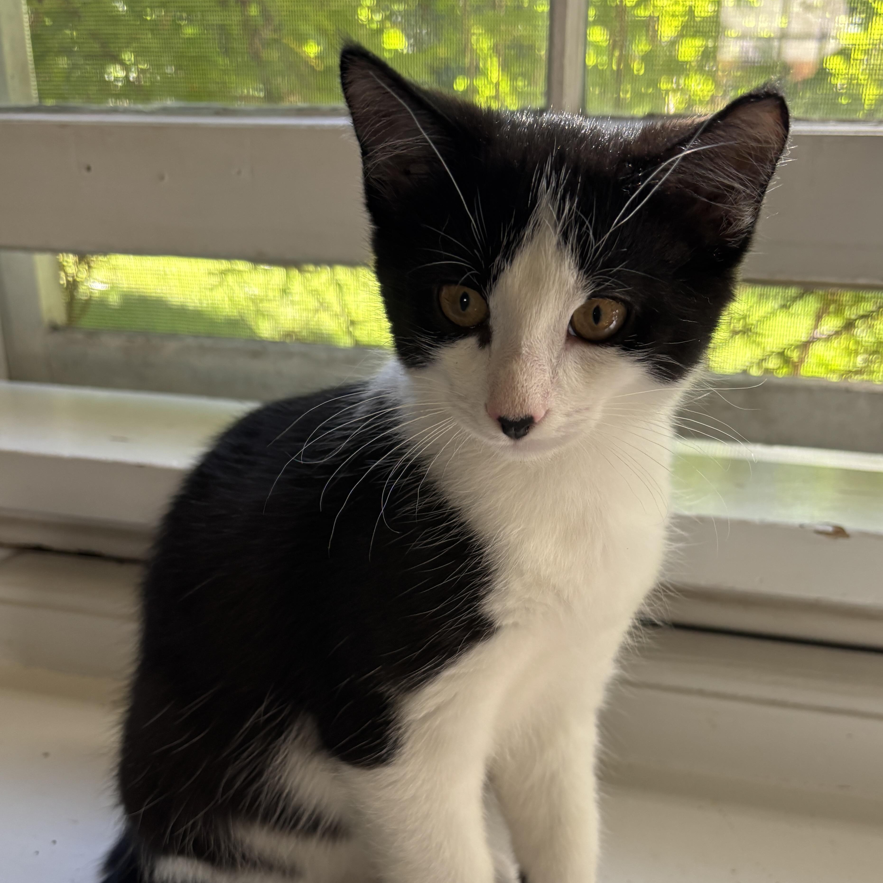 Enlarge Toot, a Adoptable mixed breed in Rochester Hills, MI image 4/6