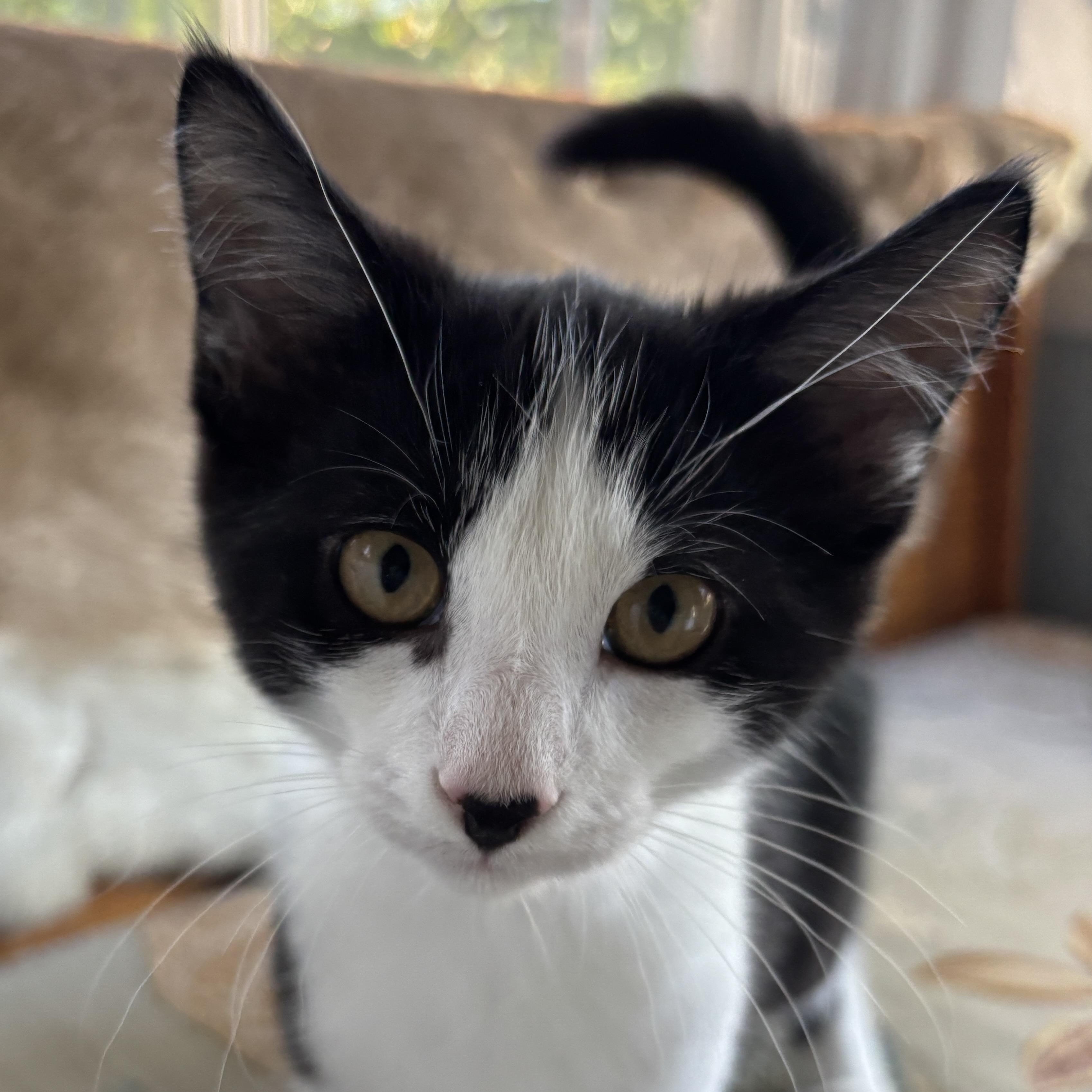 Toot, Adoptable, Kitten Male Domestic Medium Hair & Tabby.