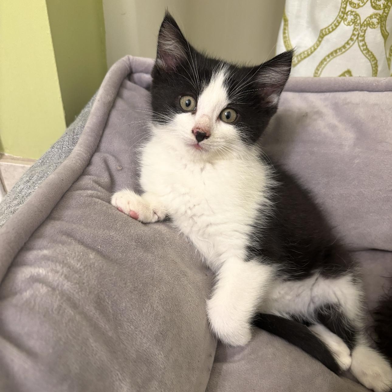 Enlarge Toot, a Adoptable mixed breed in Rochester Hills, MI image 5/6