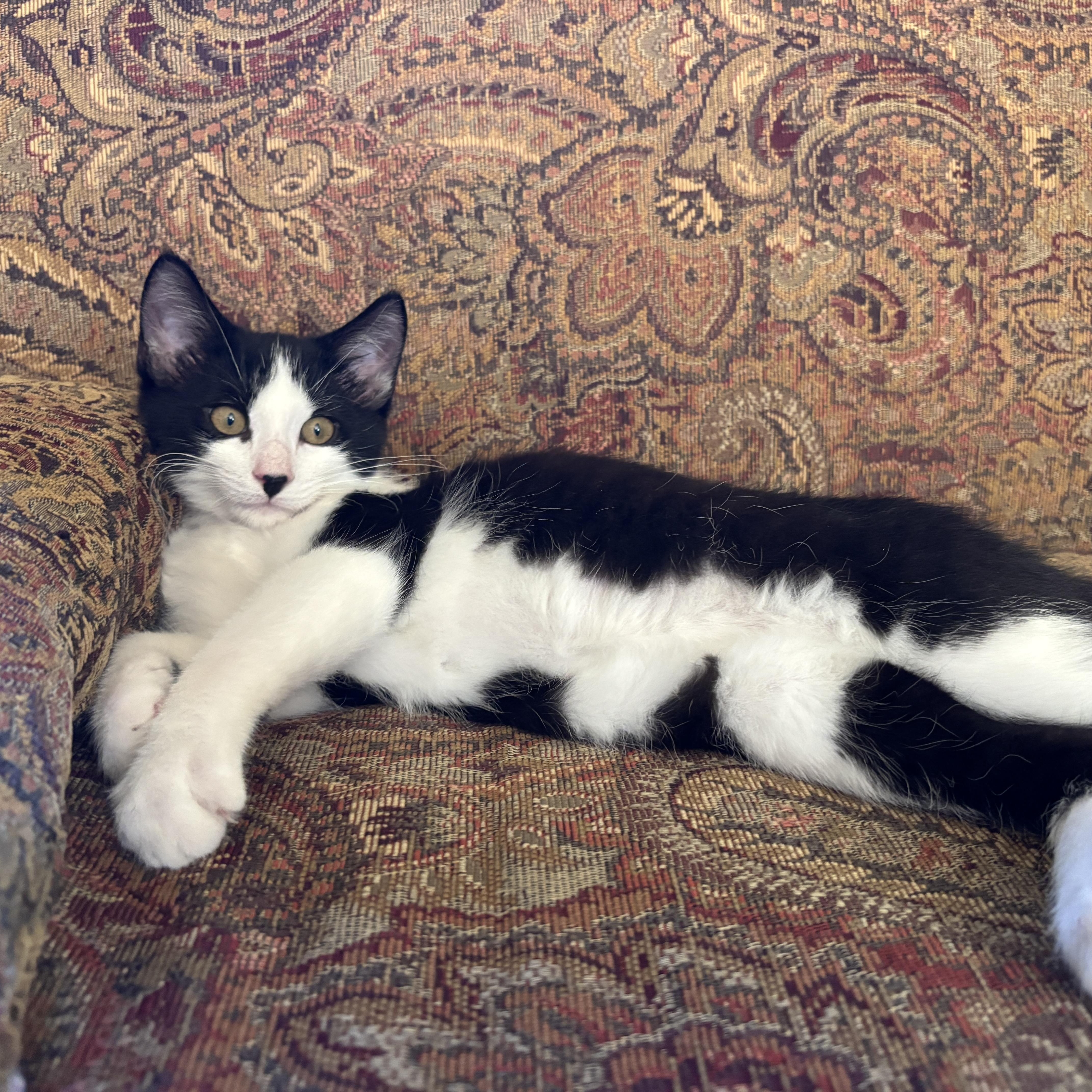 Enlarge Toot, a Adoptable mixed breed in Rochester Hills, MI image 2/6