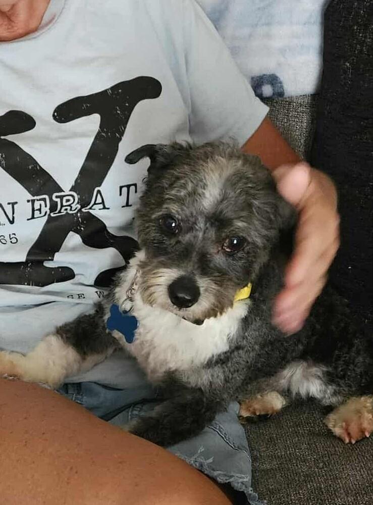 Foster, a Adopted Havanese in Peoria, IL image 1/4