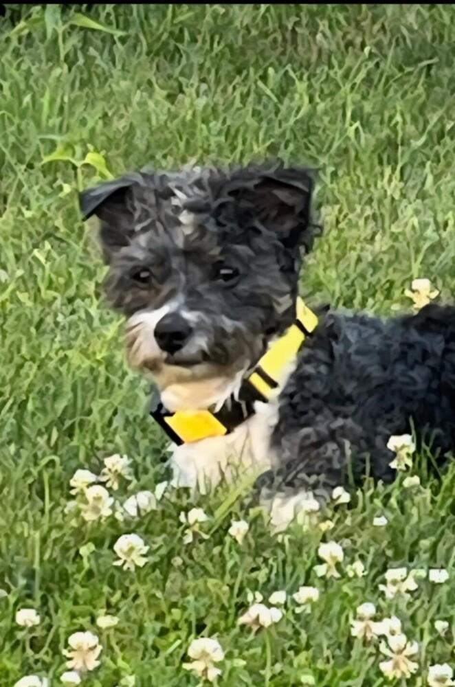 Foster, a Adopted Havanese in Peoria, IL image 2/4