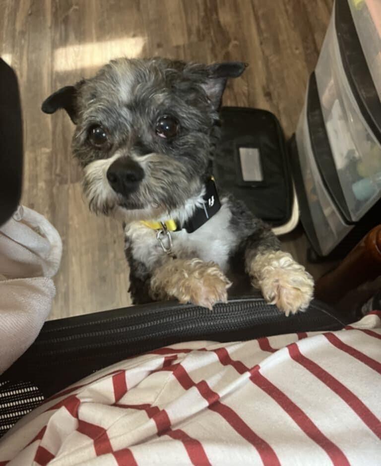 Foster, a Adopted Havanese in Peoria, IL image 3/4