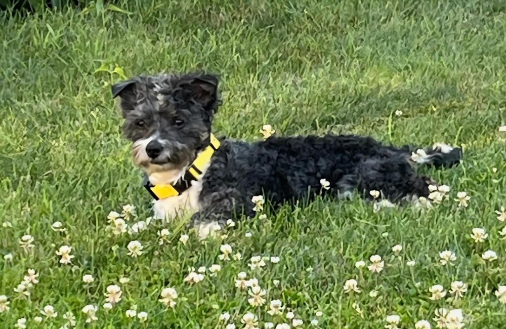 Foster, a Adopted Havanese in Peoria, IL image 4/4