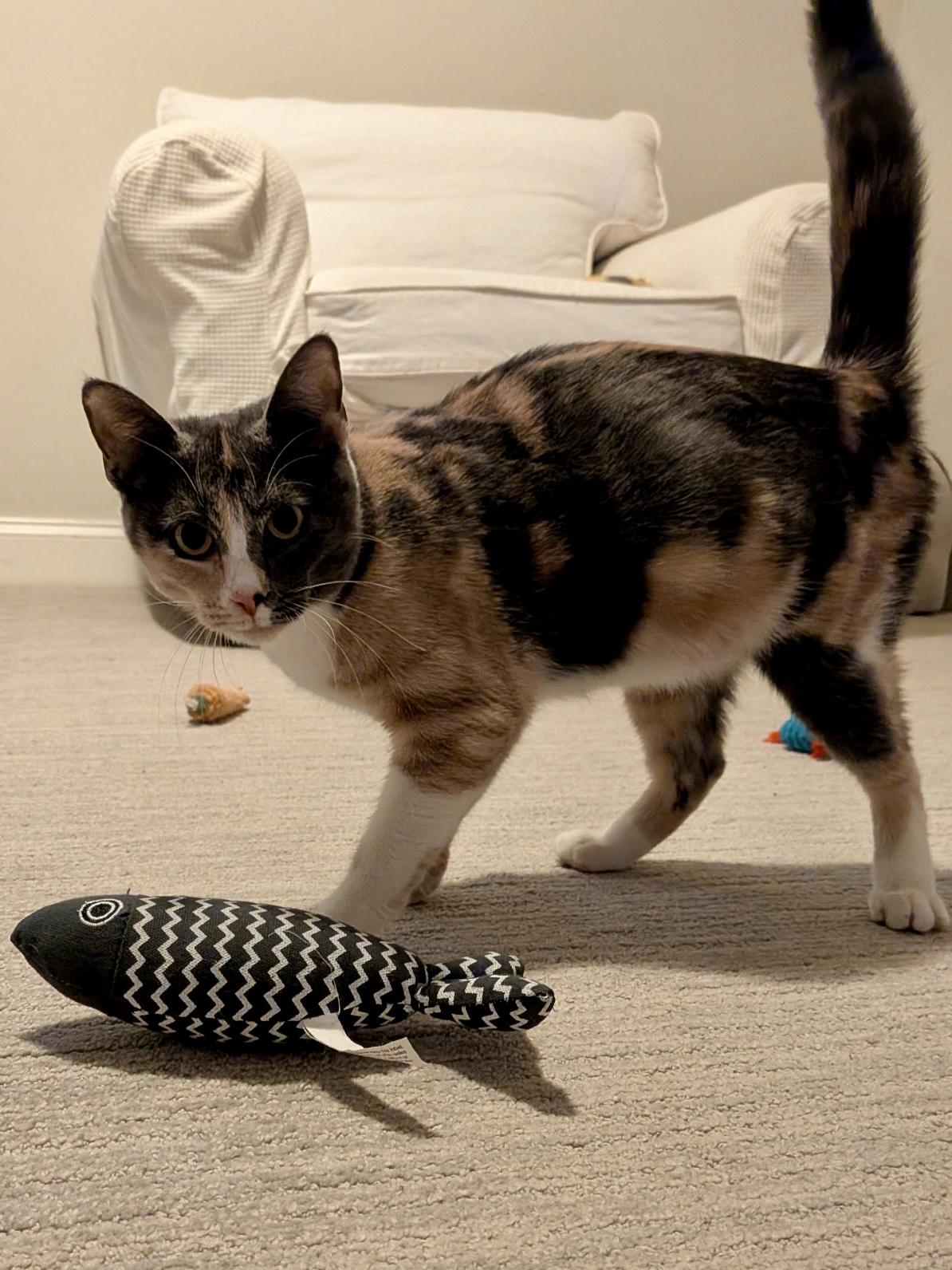 Pinky (with Piglet), ADOPTABLE, Young Female Domestic Short Hair.