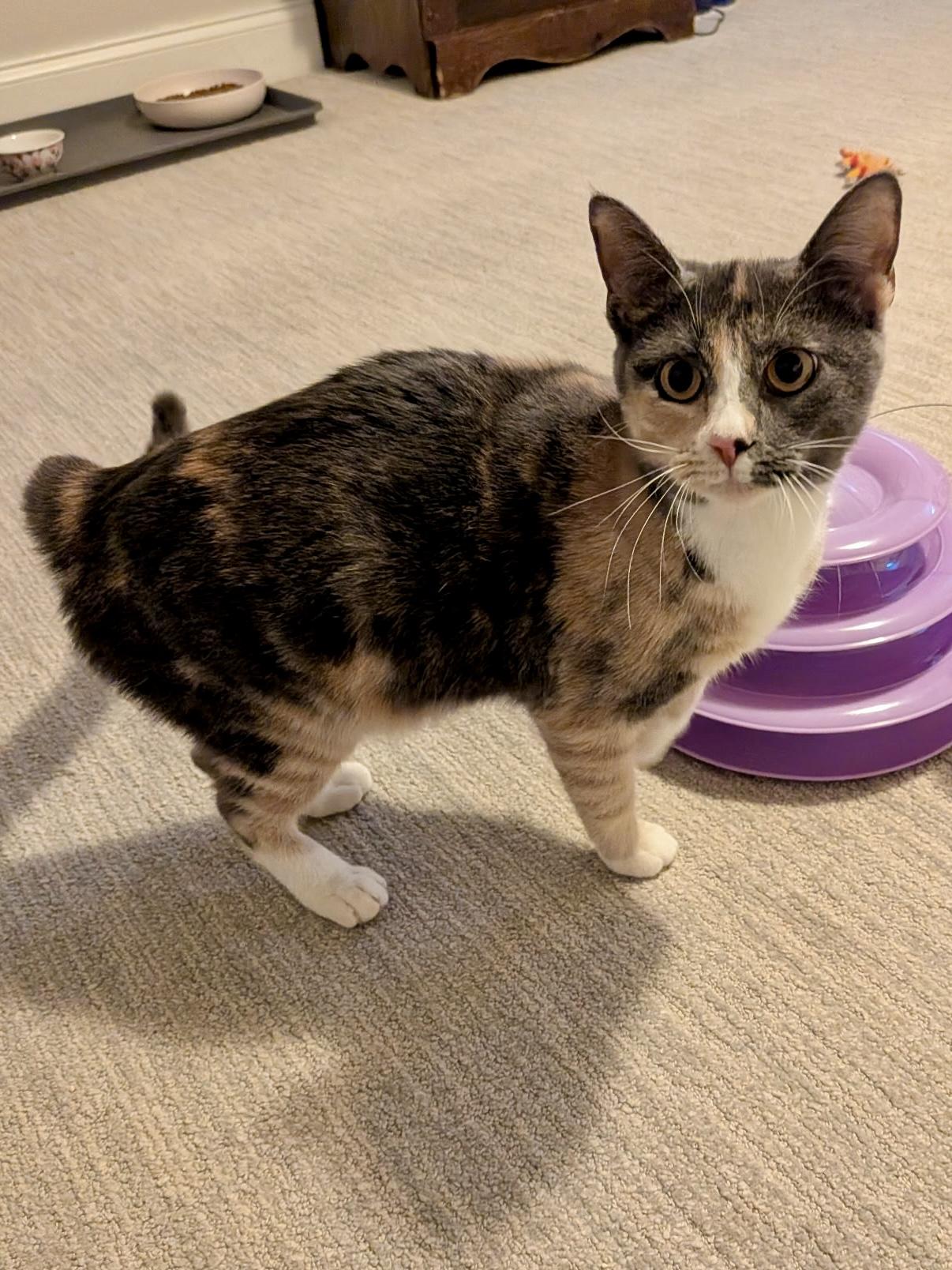 Enlarge Pinky (with Piglet), a ADOPTABLE Domestic Short Hair in Baltimore, MD image 2/5